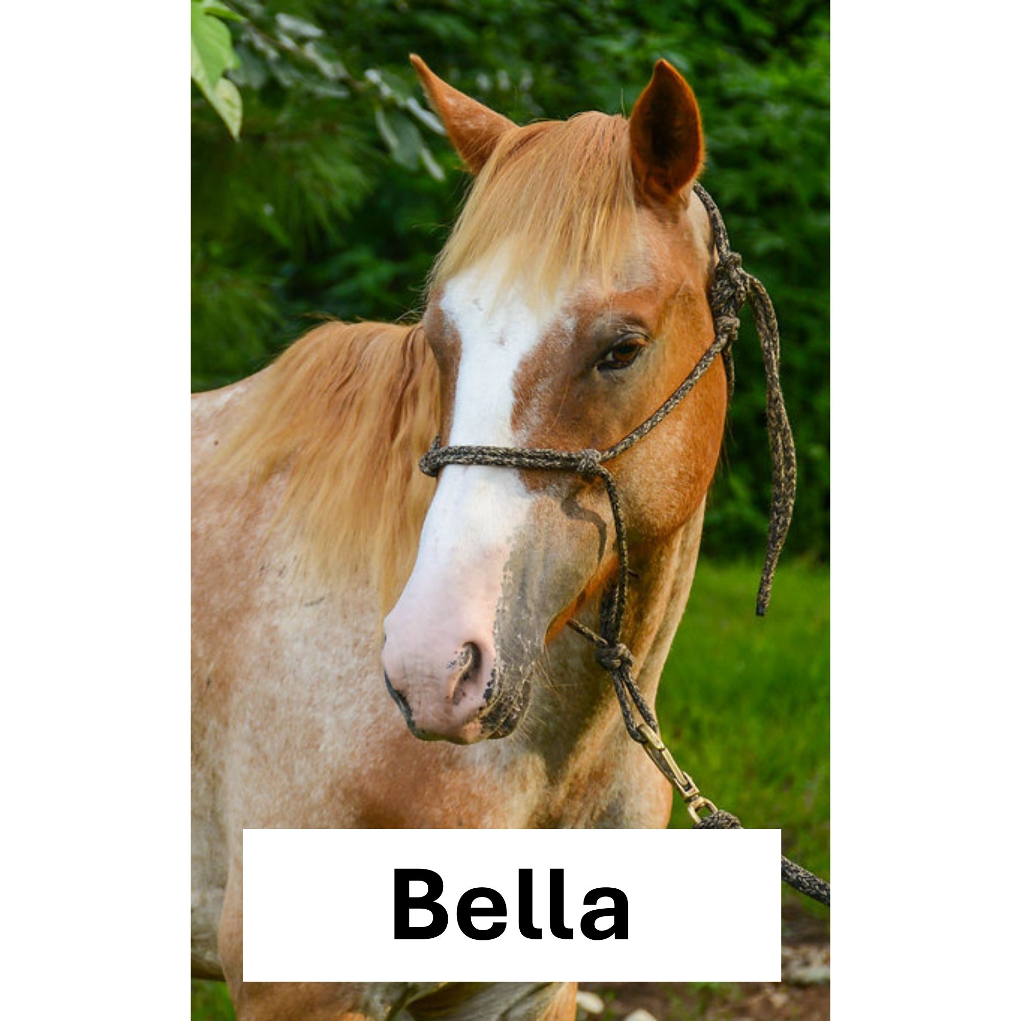 Bella Package